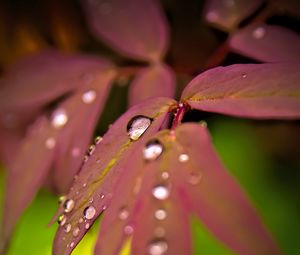 Preview wallpaper maple, leaves, water, drops, macro