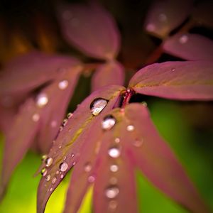 Preview wallpaper maple, leaves, water, drops, macro