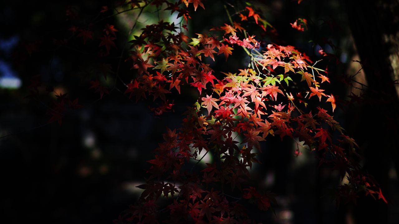 Wallpaper maple, maple leaves, autumn, nature, light