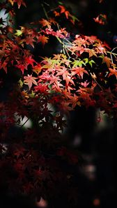 Preview wallpaper maple, maple leaves, autumn, nature, light