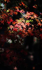 Preview wallpaper maple, maple leaves, autumn, nature, light