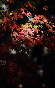 Preview wallpaper maple, maple leaves, autumn, nature, light