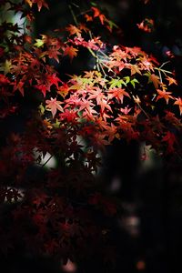 Preview wallpaper maple, maple leaves, autumn, nature, light