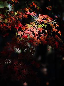 Preview wallpaper maple, maple leaves, autumn, nature, light