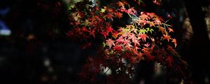 Preview wallpaper maple, maple leaves, autumn, nature, light