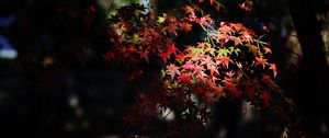 Preview wallpaper maple, maple leaves, autumn, nature, light