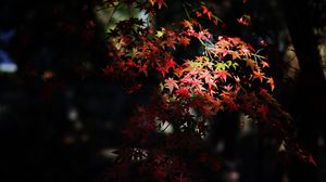 Preview wallpaper maple, maple leaves, autumn, nature, light