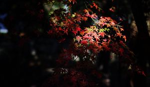 Preview wallpaper maple, maple leaves, autumn, nature, light