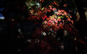 Preview wallpaper maple, maple leaves, autumn, nature, light