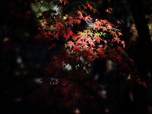 Preview wallpaper maple, maple leaves, autumn, nature, light