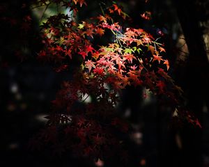 Preview wallpaper maple, maple leaves, autumn, nature, light