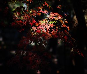 Preview wallpaper maple, maple leaves, autumn, nature, light