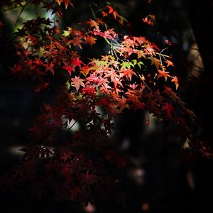 Preview wallpaper maple, maple leaves, autumn, nature, light