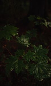 Preview wallpaper maple, maple leaves, leaves, tree