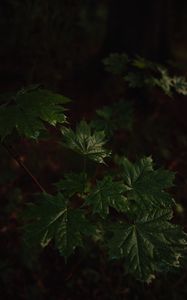 Preview wallpaper maple, maple leaves, leaves, tree