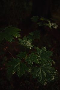 Preview wallpaper maple, maple leaves, leaves, tree
