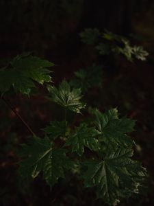 Preview wallpaper maple, maple leaves, leaves, tree