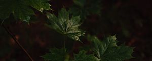 Preview wallpaper maple, maple leaves, leaves, tree