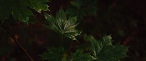 Preview wallpaper maple, maple leaves, leaves, tree