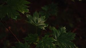 Preview wallpaper maple, maple leaves, leaves, tree