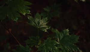 Preview wallpaper maple, maple leaves, leaves, tree