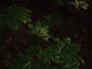 Preview wallpaper maple, maple leaves, leaves, tree