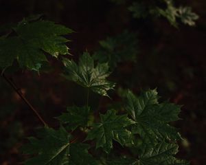 Preview wallpaper maple, maple leaves, leaves, tree