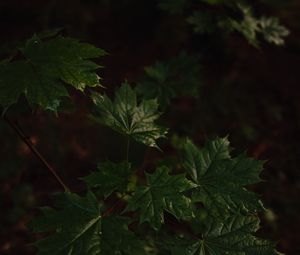 Preview wallpaper maple, maple leaves, leaves, tree