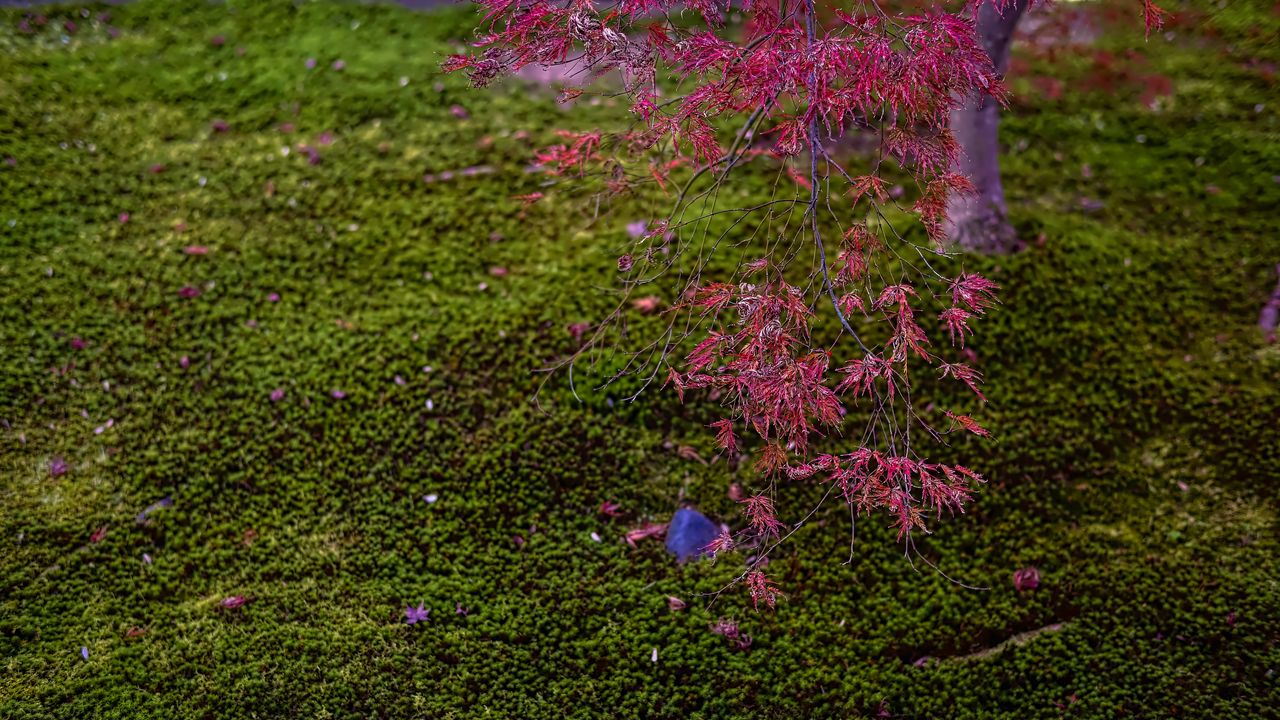 Wallpaper maple, red, green, autumn, japanese garden, nature