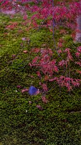 Preview wallpaper maple, red, green, autumn, japanese garden, nature