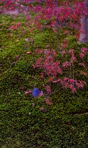 Preview wallpaper maple, red, green, autumn, japanese garden, nature