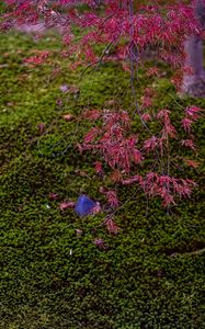 Preview wallpaper maple, red, green, autumn, japanese garden, nature