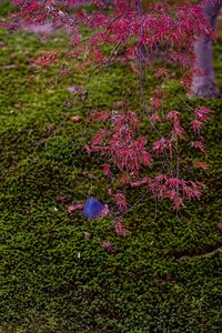 Preview wallpaper maple, red, green, autumn, japanese garden, nature