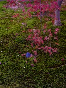 Preview wallpaper maple, red, green, autumn, japanese garden, nature