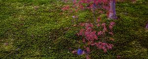 Preview wallpaper maple, red, green, autumn, japanese garden, nature