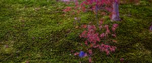 Preview wallpaper maple, red, green, autumn, japanese garden, nature