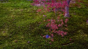 Preview wallpaper maple, red, green, autumn, japanese garden, nature