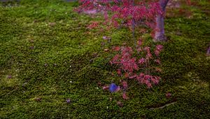 Preview wallpaper maple, red, green, autumn, japanese garden, nature