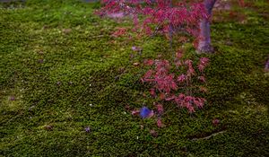 Preview wallpaper maple, red, green, autumn, japanese garden, nature