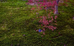 Preview wallpaper maple, red, green, autumn, japanese garden, nature