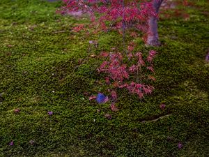 Preview wallpaper maple, red, green, autumn, japanese garden, nature