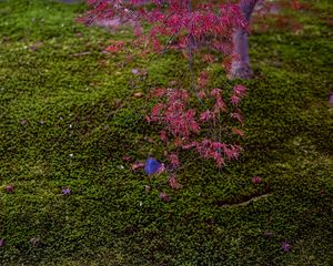 Preview wallpaper maple, red, green, autumn, japanese garden, nature