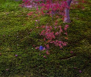 Preview wallpaper maple, red, green, autumn, japanese garden, nature