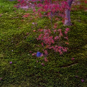 Preview wallpaper maple, red, green, autumn, japanese garden, nature