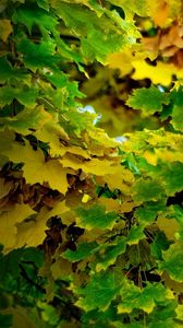 Preview wallpaper maple, september, leaves, autumn, shadow