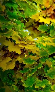 Preview wallpaper maple, september, leaves, autumn, shadow