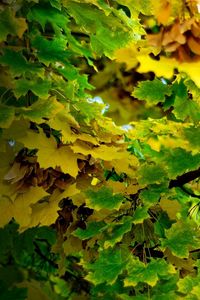 Preview wallpaper maple, september, leaves, autumn, shadow