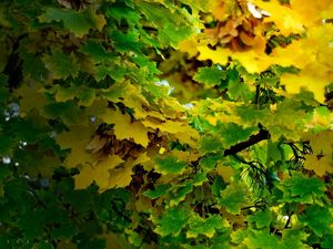 Preview wallpaper maple, september, leaves, autumn, shadow