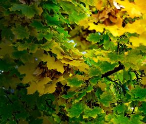 Preview wallpaper maple, september, leaves, autumn, shadow