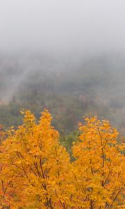 Preview wallpaper maple, tree, autumn, forest, fog